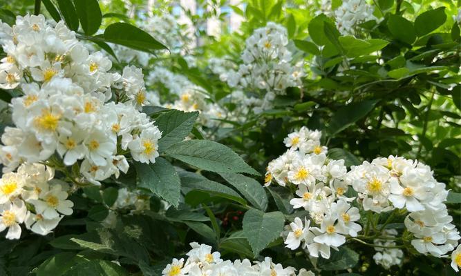 野蔷薇的花开时间（揭秘野蔷薇开花季节及注意事项）-第1张图片-绿意生活