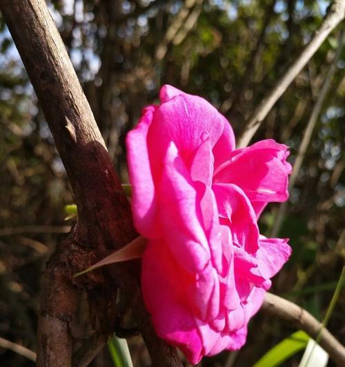 野蔷薇的花开时间（揭秘野蔷薇开花季节及注意事项）-第3张图片-绿意生活