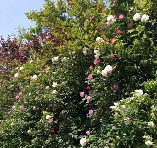 野蔷薇的花开时间（揭秘野蔷薇开花季节及注意事项）-第2张图片-绿意生活
