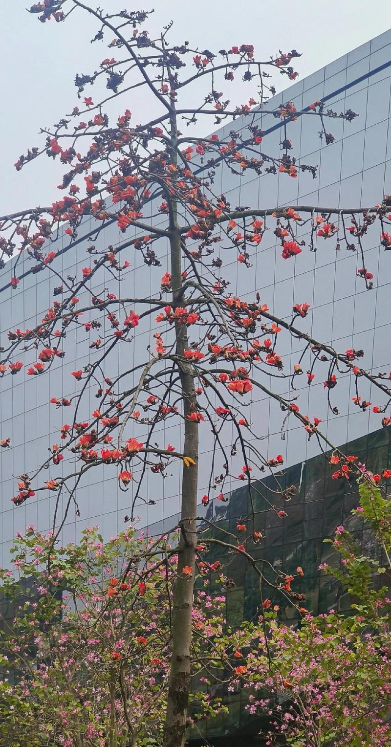 广东适宜种植的花卉品种（从气候到土壤，一一为您解析）-第2张图片-绿意生活