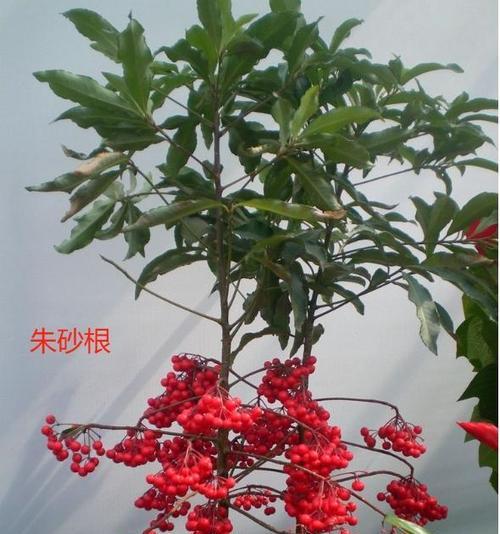 如何让黄金万两茂盛？（从肥料到灌溉，实现金色收获）-第3张图片-绿意生活