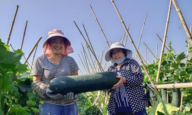 冬瓜的采摘时机和上市季节（冬瓜的成熟期和如何挑选新鲜冬瓜）-第3张图片-绿意生活