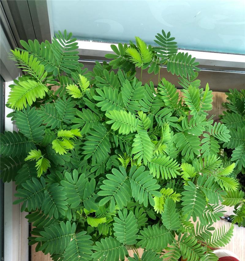 含羞草到底是不是种子植物？（探究含羞草的分类及特点）-第2张图片-绿意生活