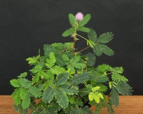 含羞草到底是不是种子植物？（探究含羞草的分类及特点）-第3张图片-绿意生活