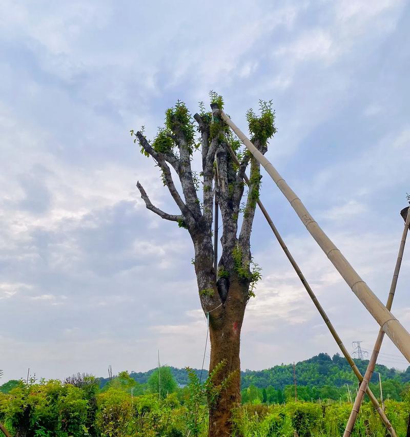 探秘大树的神奇之处（大树是什么植物？大树的特点与分类。）-第2张图片-绿意生活