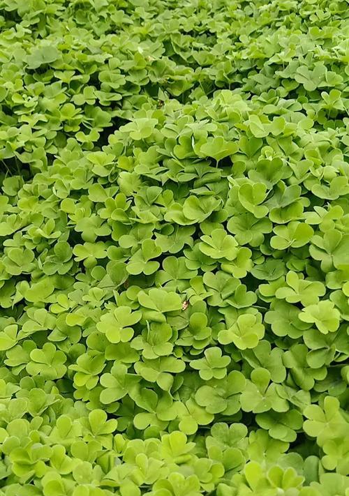幸运草的种植与养护（时间、方法、关键技巧详解）-第1张图片-绿意生活