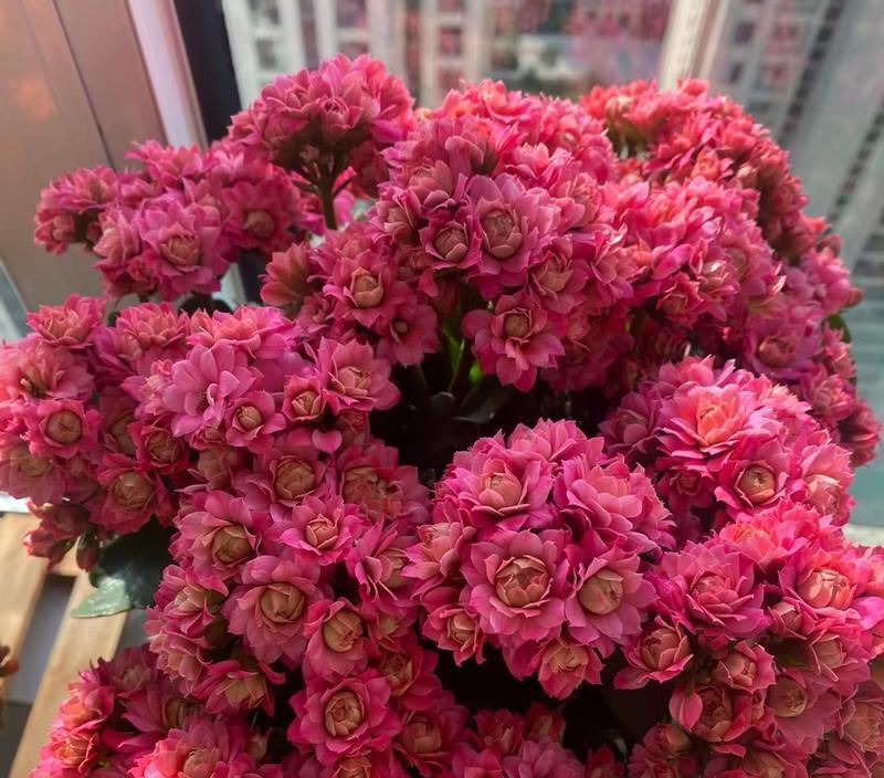 长寿花的花期及开花时间（长寿花的花期长短与其生长环境有关）-第1张图片-绿意生活