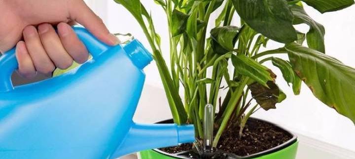阿司匹林可以给茶花浇水吗？（了解阿司匹林的药性和适用范围）-第1张图片-绿意生活