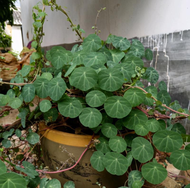 阿司匹林可以给茶花浇水吗？（了解阿司匹林的药性和适用范围）-第3张图片-绿意生活