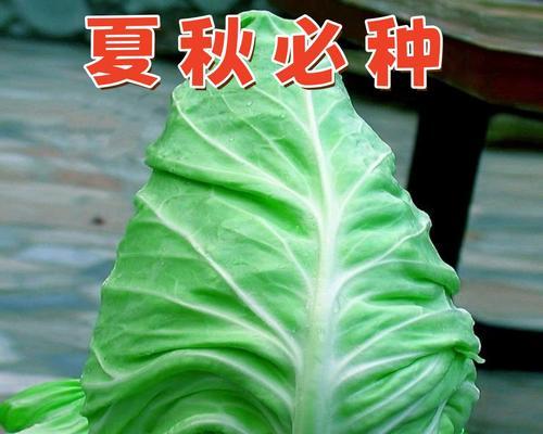 包菜的生长季节及食用方法（了解包菜的生长规律，享受健康美食）-第1张图片-绿意生活
