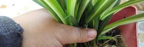 如何正确地为吊兰浇水？（换盆后的浇水方法）-第1张图片-绿意生活