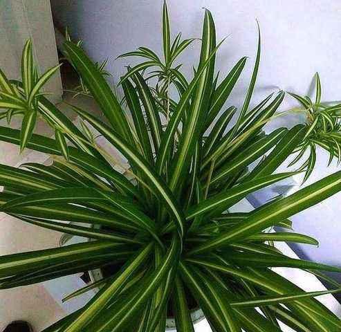 如何正确地为吊兰浇水？（换盆后的浇水方法）-第2张图片-绿意生活
