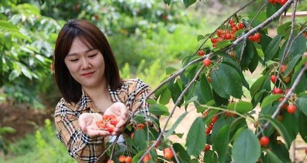 河北的气候条件适宜种植樱桃（探究河北种植樱桃的优势和发展前景）-第1张图片-绿意生活