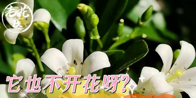 九里香不开花的原因及解决方法（解析九里香为什么不开花，教你让它开花）-第3张图片-绿意生活
