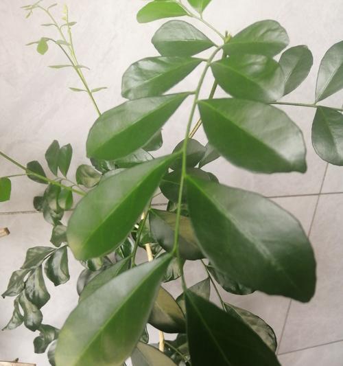 九里香不开花的原因及解决方法（解析九里香为什么不开花，教你让它开花）-第1张图片-绿意生活