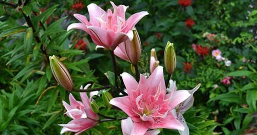 百合花的性别特征（探讨百合花的雌雄同株性质）-第2张图片-绿意生活