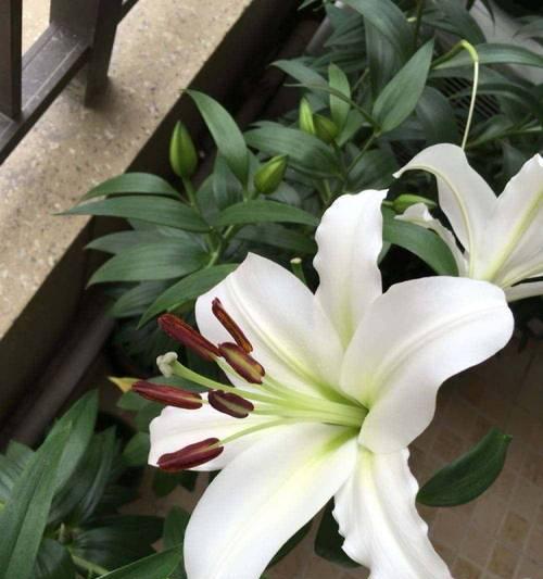 百合花的性别特征（探讨百合花的雌雄同株性质）-第3张图片-绿意生活