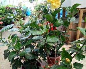 扶桑施肥指南（让你的扶桑生长茁壮的最佳肥料选择）-第2张图片-绿意生活