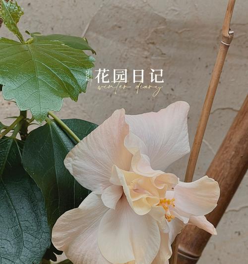 扶桑施肥指南（让你的扶桑生长茁壮的最佳肥料选择）-第3张图片-绿意生活