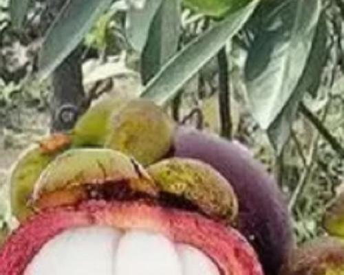 山竹种植条件和区域温度要求（了解山竹的生长环境，迈向丰收之路）-第1张图片-绿意生活
