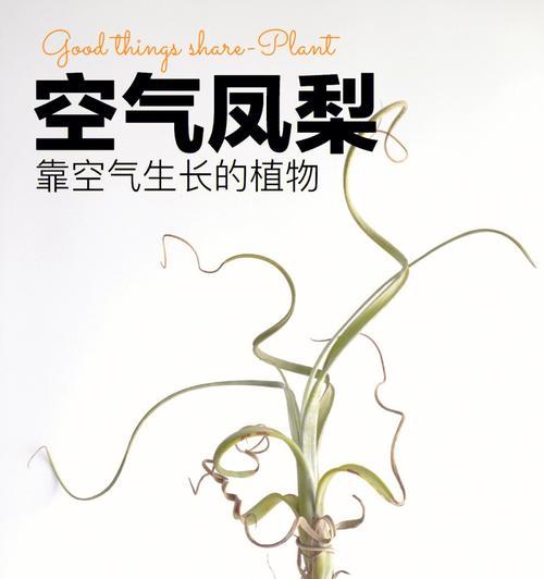 空气凤梨是否适合冬天养殖？（探究空气凤梨在冬季是否易受冻害）-第2张图片-绿意生活