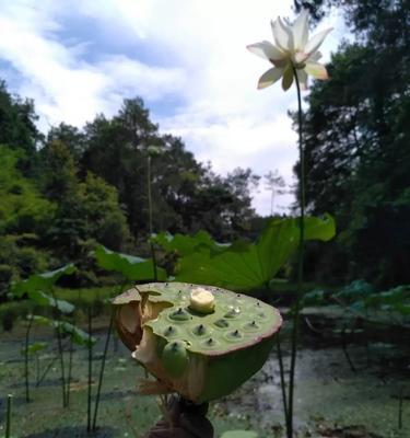 莲子的采摘时间与方法（了解莲子采摘的时间点，享受纯正莲子美味）-第2张图片-绿意生活