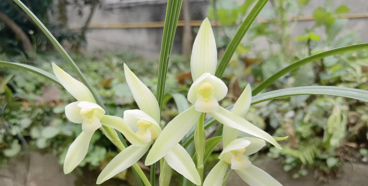 兰花适合室内养吗？（探究兰花在室内的生长状况）-第2张图片-绿意生活