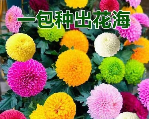 菊花开花的周期及养护技巧（从种植到开花，掌握这些技巧，让你的菊花更美丽）-第1张图片-绿意生活