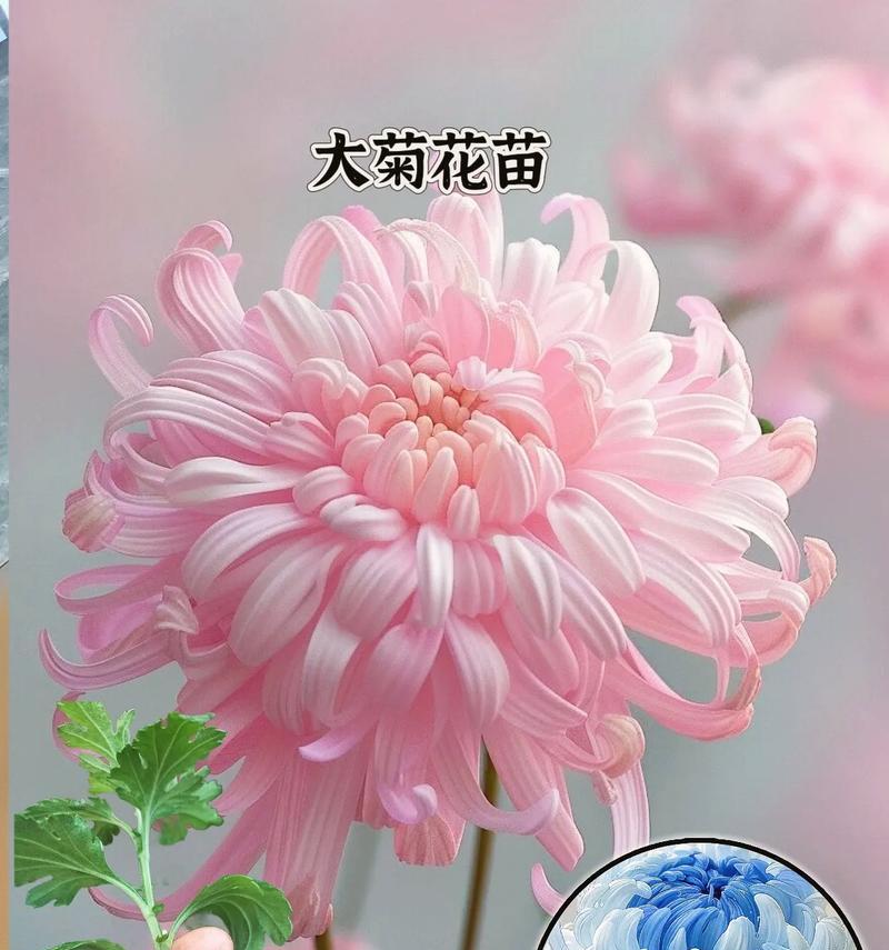 菊花开花的周期及养护技巧（从种植到开花，掌握这些技巧，让你的菊花更美丽）-第3张图片-绿意生活