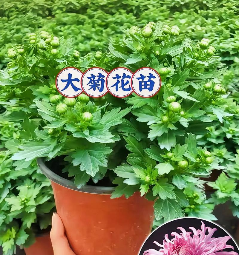 菊花开花的周期及养护技巧（从种植到开花，掌握这些技巧，让你的菊花更美丽）-第2张图片-绿意生活