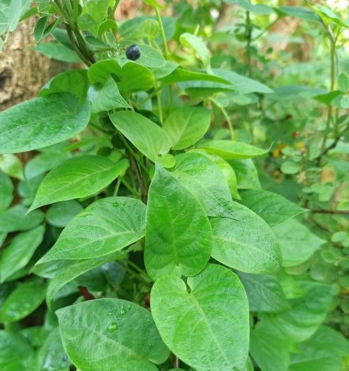 如何合适地播种九层塔（九层塔的种植要领及时间选择）-第2张图片-绿意生活