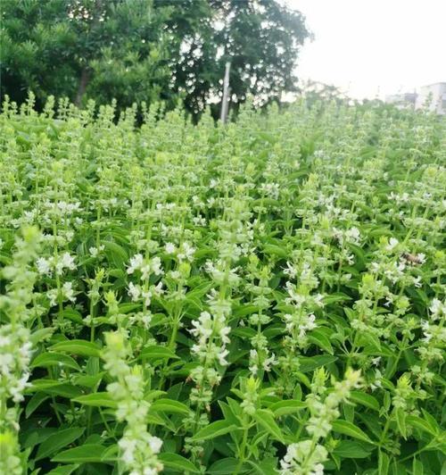 如何合适地播种九层塔（九层塔的种植要领及时间选择）-第3张图片-绿意生活
