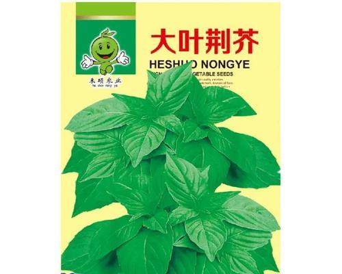 如何合适地播种九层塔（九层塔的种植要领及时间选择）-第1张图片-绿意生活