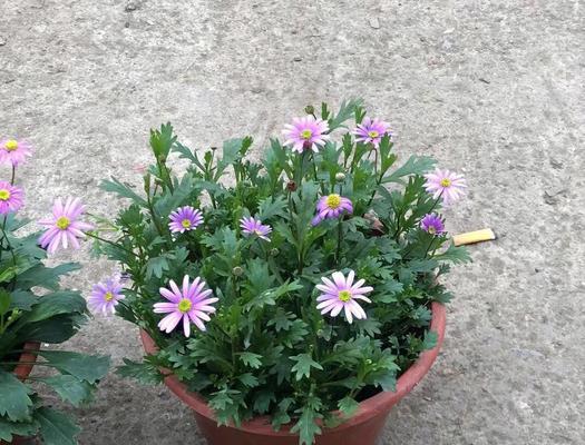 姬小菊能在冬天开花吗？——解密姬小菊的花期-第2张图片-绿意生活