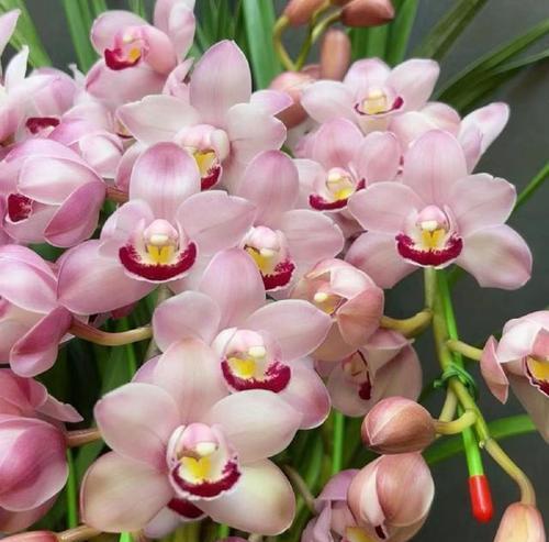 兰花草的象征意义（花开富贵、高雅脱俗、吉祥如意）-第1张图片-绿意生活