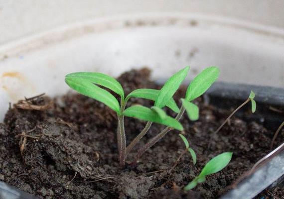 红边椒草的花开与魅力（一起探秘红边椒草的开花过程）-第3张图片-绿意生活