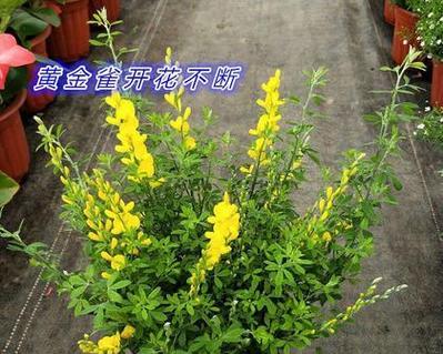 黄金雀的花期及开花次数-第1张图片-绿意生活