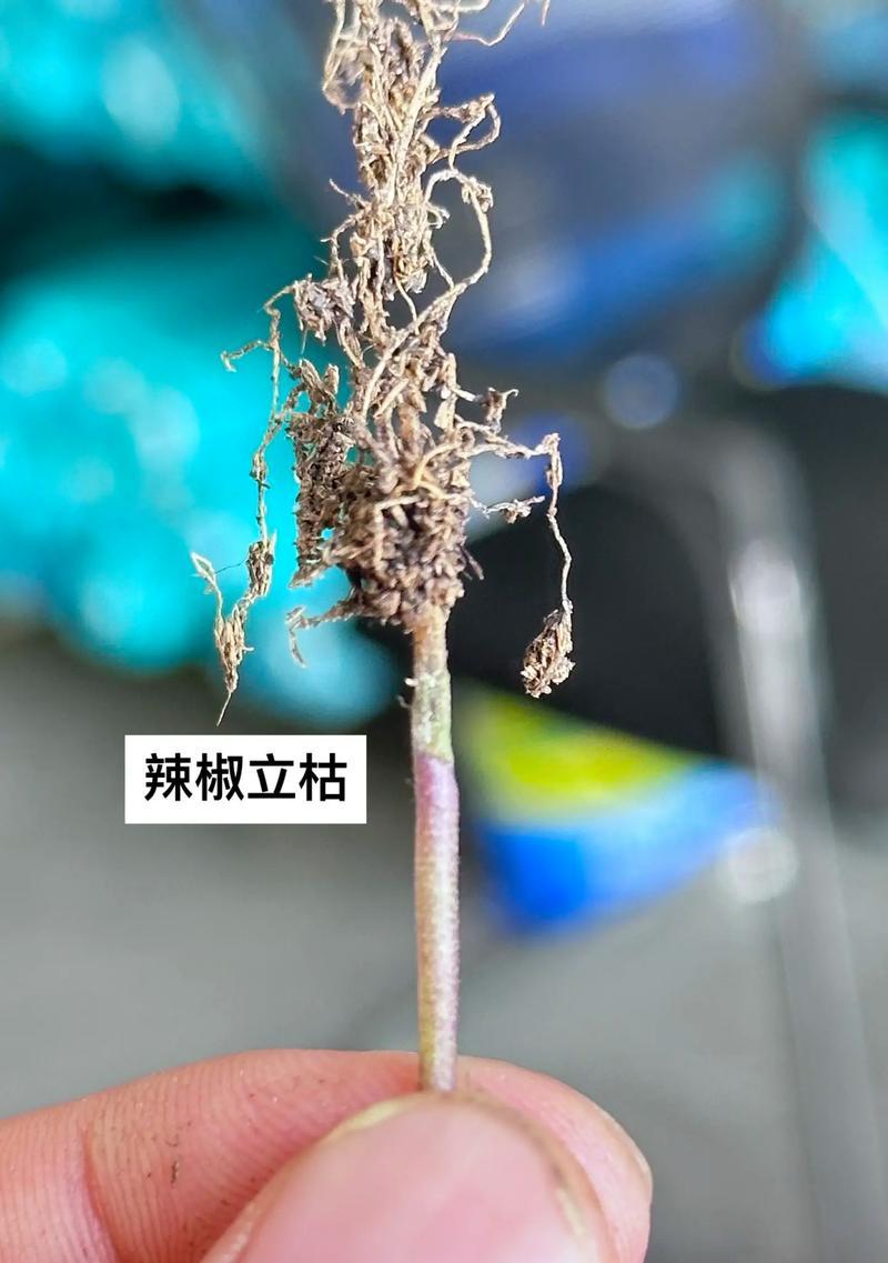 种植辣椒的最佳月份（掌握适宜种植辣椒的时间，让你丰收无忧）-第1张图片-绿意生活