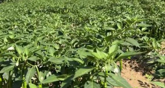 种植辣椒的最佳月份（掌握适宜种植辣椒的时间，让你丰收无忧）-第2张图片-绿意生活