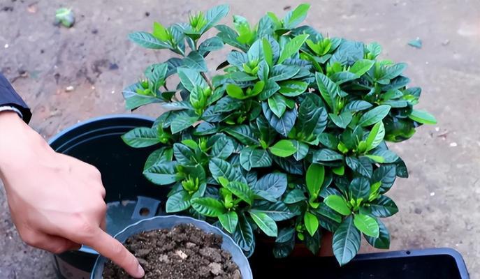 如何培养旺盛的水培栀子花？（掌握这些技巧，让你的栀子花更美！）-第3张图片-绿意生活