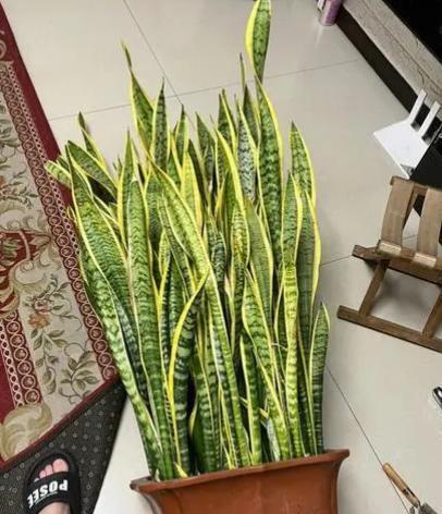 如何给金边虎皮兰施肥？（了解金边虎皮兰的生长环境及喜好，选择适合的肥料进行施用）-第1张图片-绿意生活