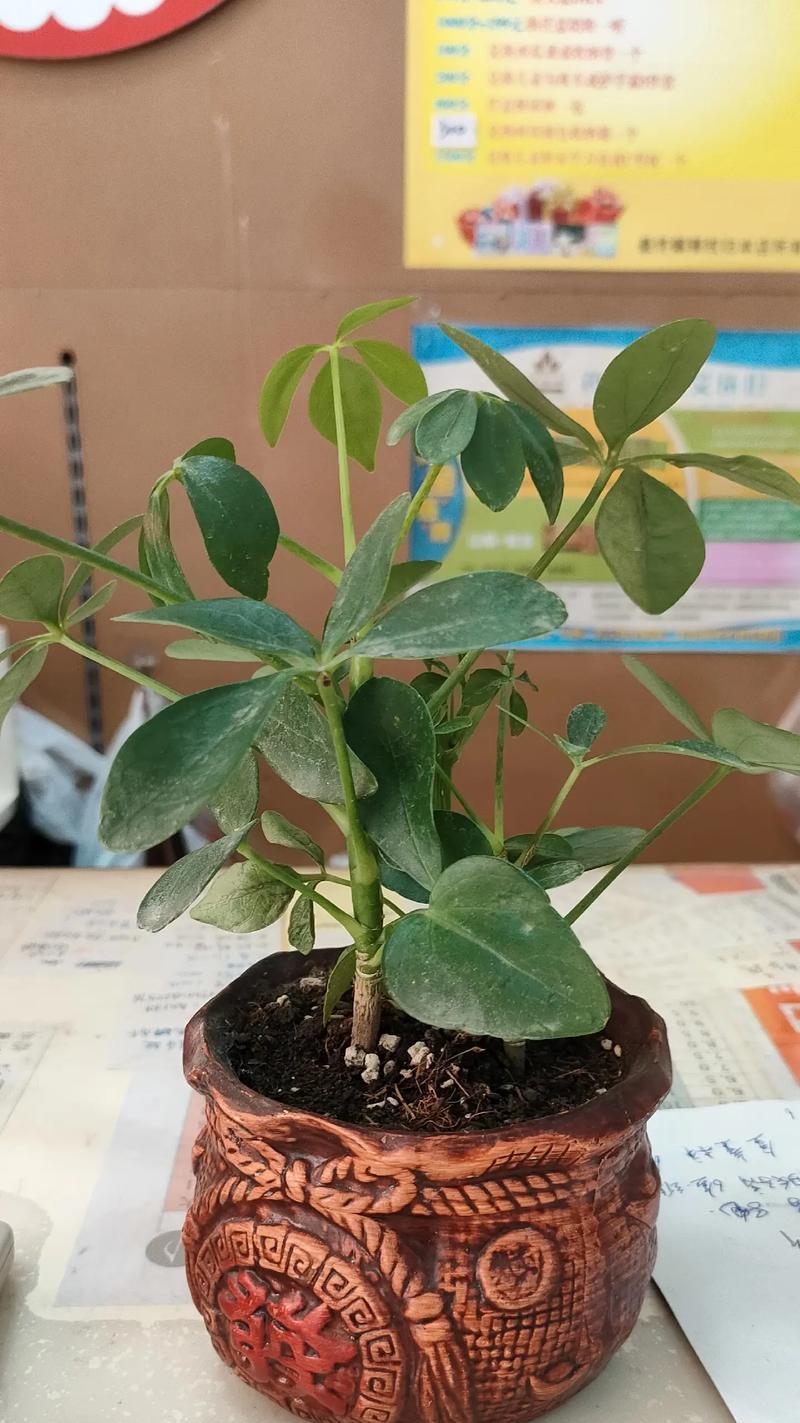 开心果盆栽的养殖技巧（如何在家中种植开心果树，助你收获丰硕果实）-第1张图片-绿意生活