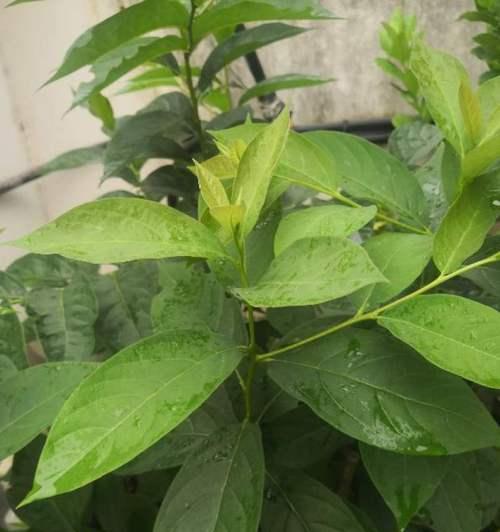 开心果盆栽的养殖技巧（如何在家中种植开心果树，助你收获丰硕果实）-第3张图片-绿意生活