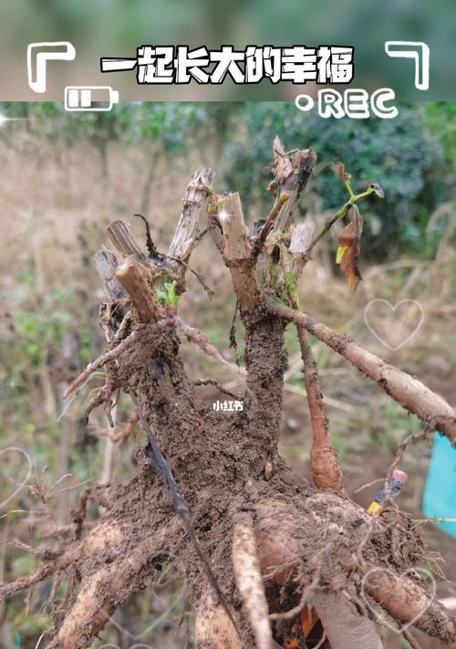 大丽花繁殖指南（了解繁殖方法与注意事项，让你的大丽花更美丽）-第2张图片-绿意生活