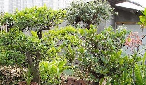 花椒籽可以种吗？——关于种植花椒的探讨（种花椒从这里开始！）-第2张图片-绿意生活