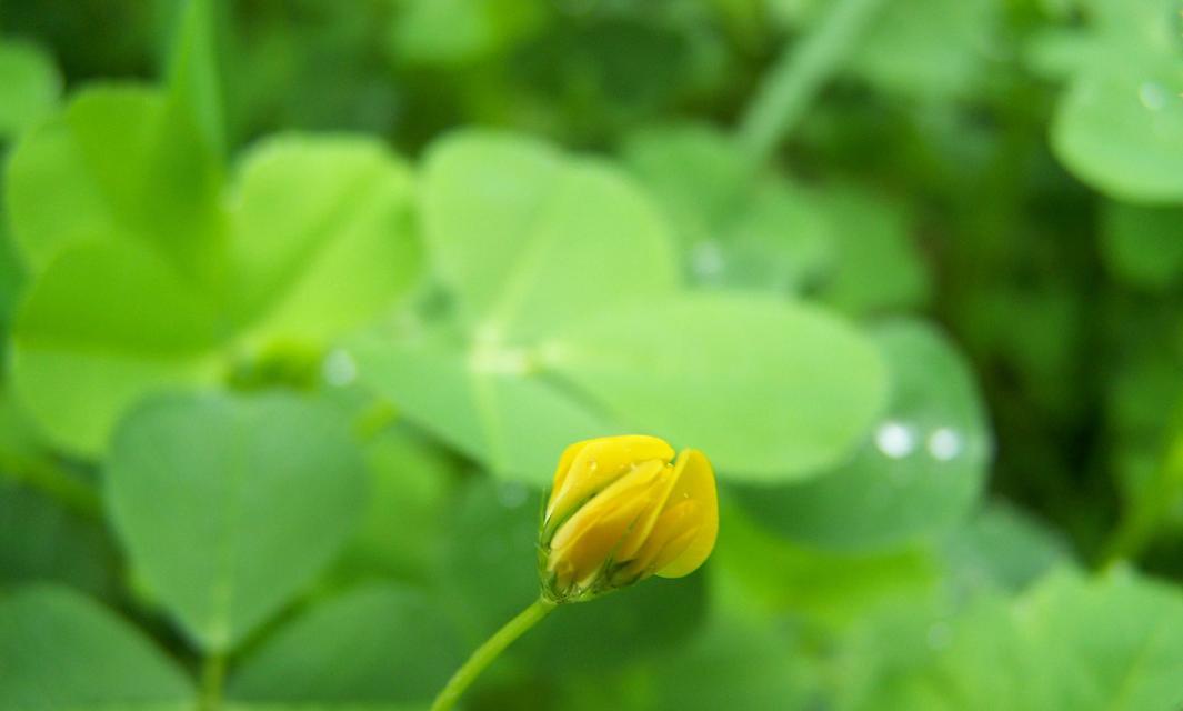 草头的最佳食用季节与营养价值（探寻草头的味道与健康之道）-第1张图片-绿意生活