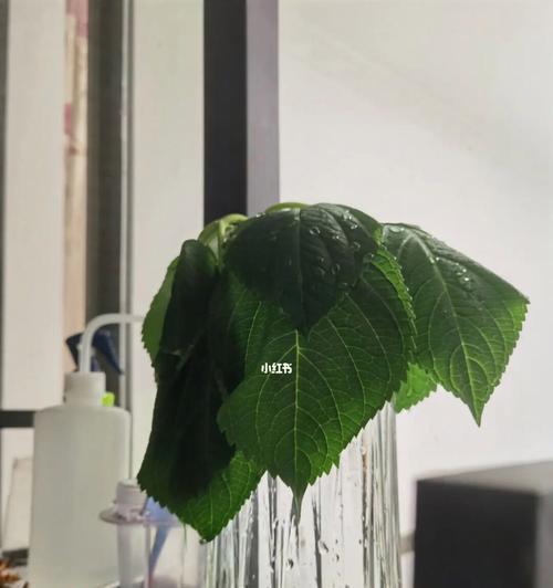 绣球水培大揭秘（揭开绣球水培的神秘面纱，让你轻松拥有美丽的花卉）-第3张图片-绿意生活