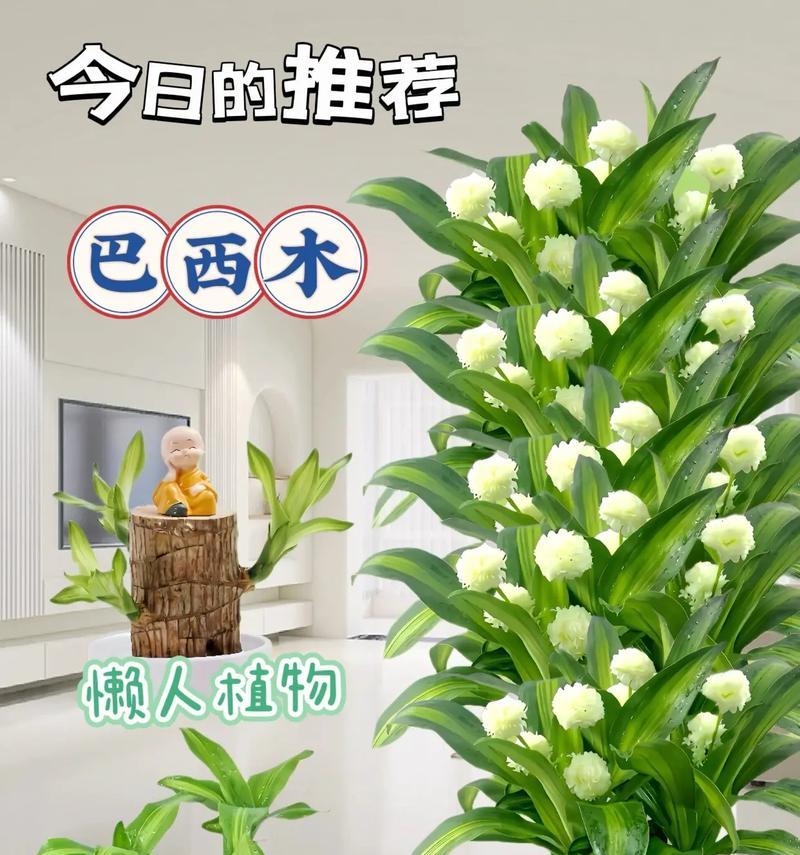 巴西木能养多久？——挖掘巴西木长寿之谜（探寻巴西木的生命周期及其关键生长因素）-第1张图片-绿意生活
