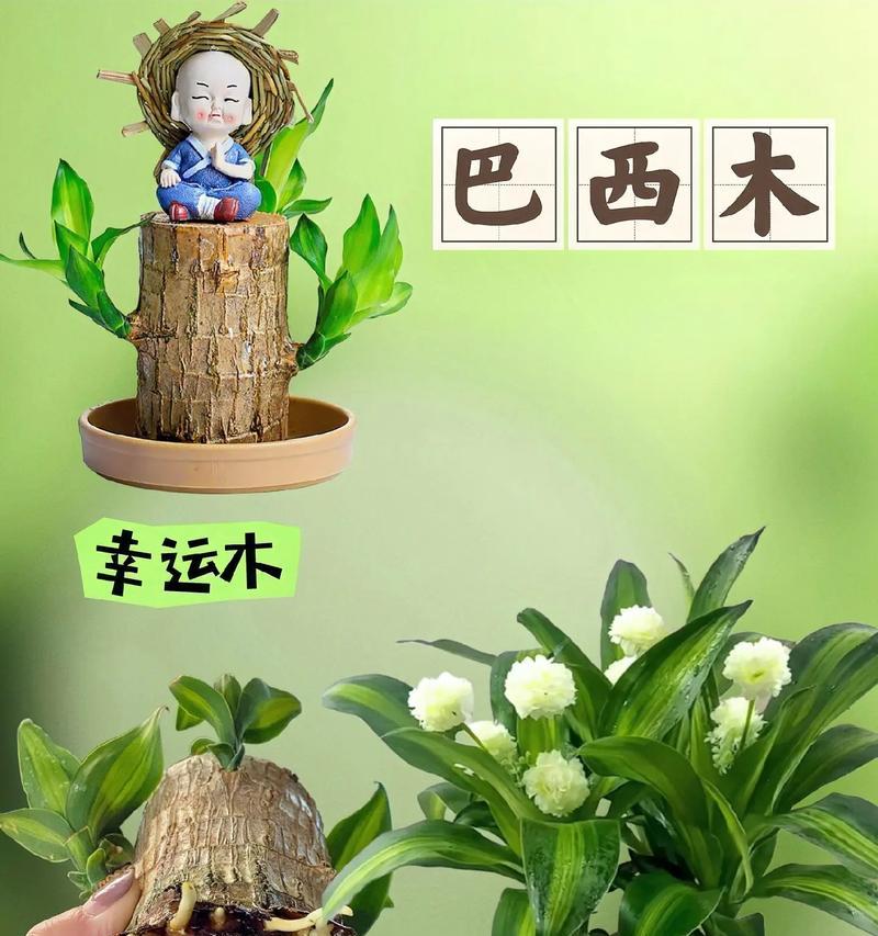 巴西木能养多久？——挖掘巴西木长寿之谜（探寻巴西木的生命周期及其关键生长因素）-第2张图片-绿意生活