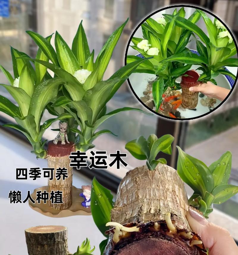 巴西木能养多久？——挖掘巴西木长寿之谜（探寻巴西木的生命周期及其关键生长因素）-第3张图片-绿意生活